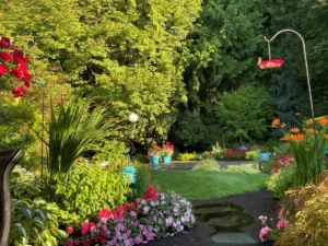 a-story-told-in-petals-how-one-mill-creek-garden-became-a-community-landmark