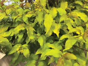 beyond-the-basics-expert-curated-native-shrub-alternatives-for-a-resilient-mid-atlantic-landscape