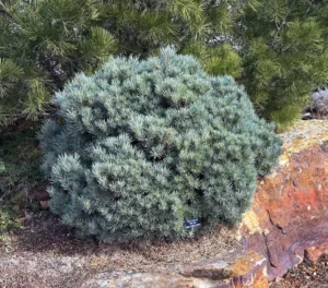 beyond-the-usual-elevating-mountain-west-landscapes-with-native-shrub-alternatives
