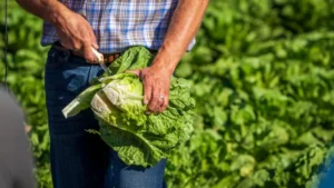 confronting-a-persistent-threat-center-for-produce-safety-launches-dedicated-cyclospora-resource-hub-amid-regional-outbreak