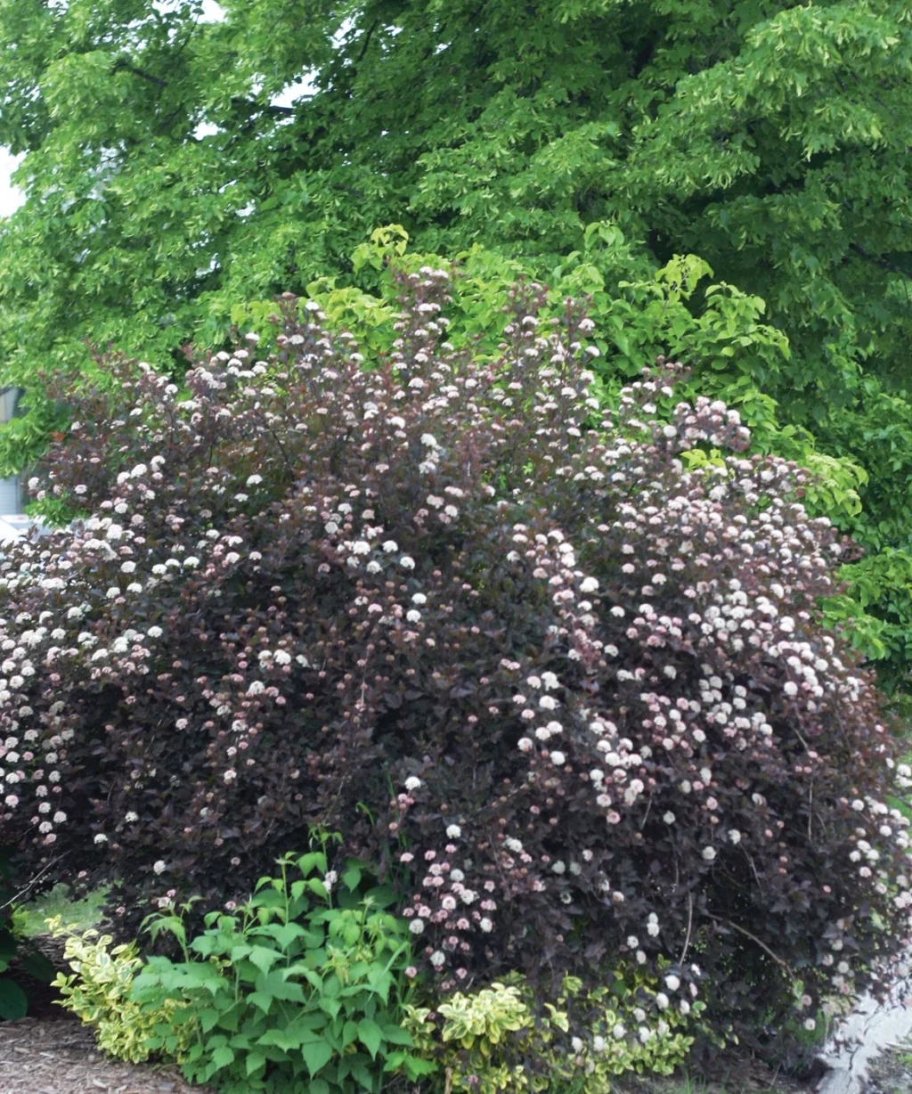 cultivating-resilience-expert-recommended-native-shrub-alternatives-for-the-midwest-landscape