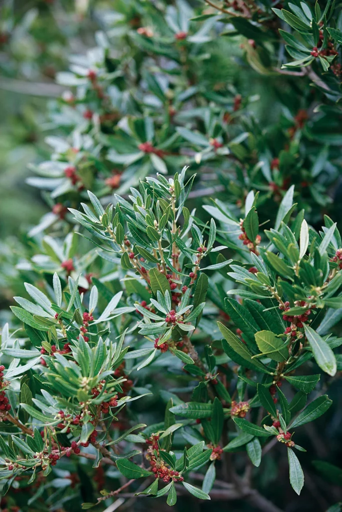 Myrica (Morella) californica_7273