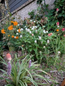 cultivating-resilience-how-one-gardener-transformed-a-suburban-oklahoma-plot-into-a-thriving-ecosystem