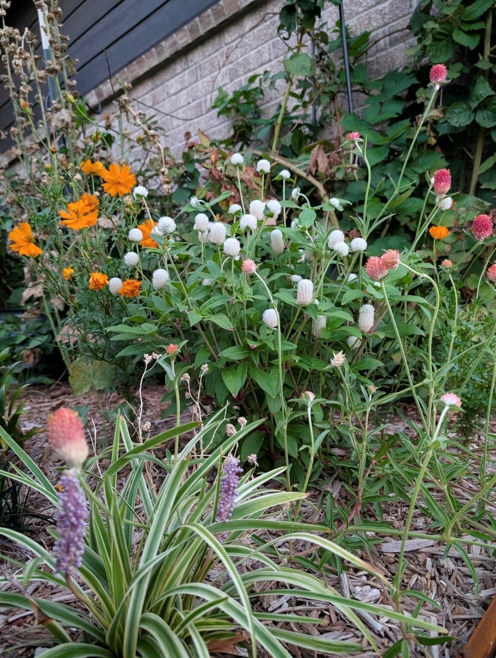 cultivating-resilience-how-one-gardener-transformed-a-suburban-oklahoma-plot-into-a-thriving-ecosystem