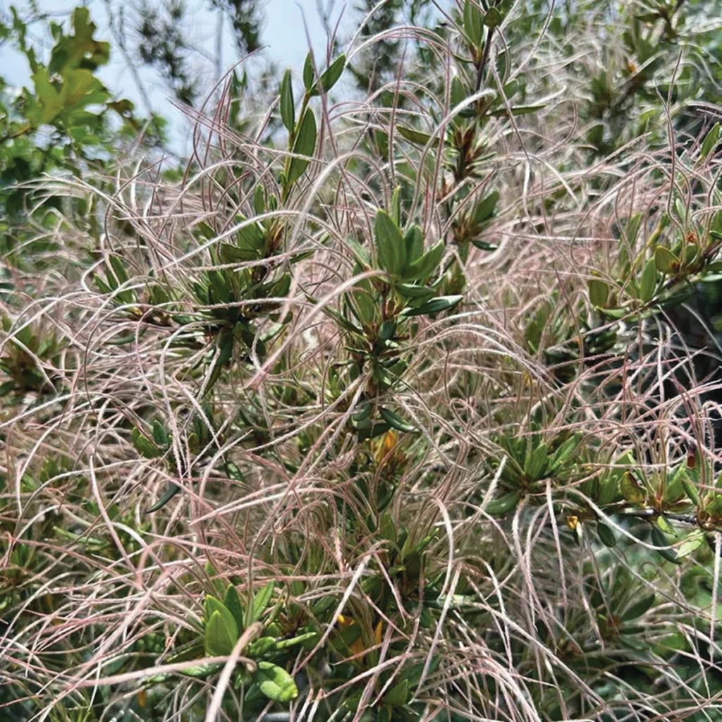 elevating-the-high-desert-expert-strategies-for-sustainable-southwest-landscaping