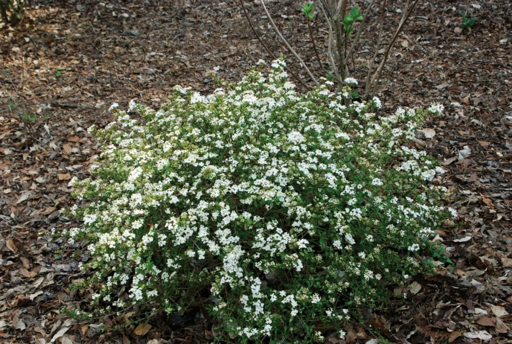 elevating-the-southern-landscape-expert-selected-native-shrubs-to-replace-common-garden-staples