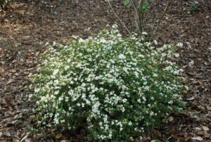 elevating-the-southern-landscape-expert-selected-native-shrubs-to-replace-common-garden-staples