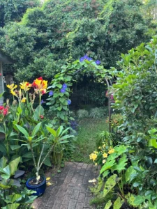 from-bare-earth-to-botanical-bliss-the-27-year-evolution-of-a-south-carolina-tropical-oasis