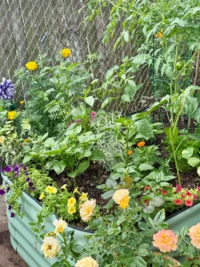 gardening-in-the-concrete-jungle-a-masterclass-in-small-space-abundance