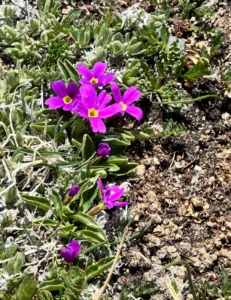 high-altitude-horticulture-lessons-from-the-wildflowers-of-rocky-mountain-national-park