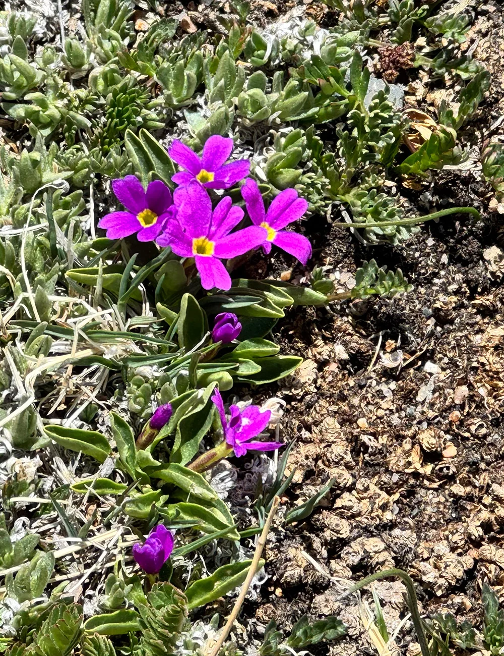 high-altitude-horticulture-lessons-from-the-wildflowers-of-rocky-mountain-national-park