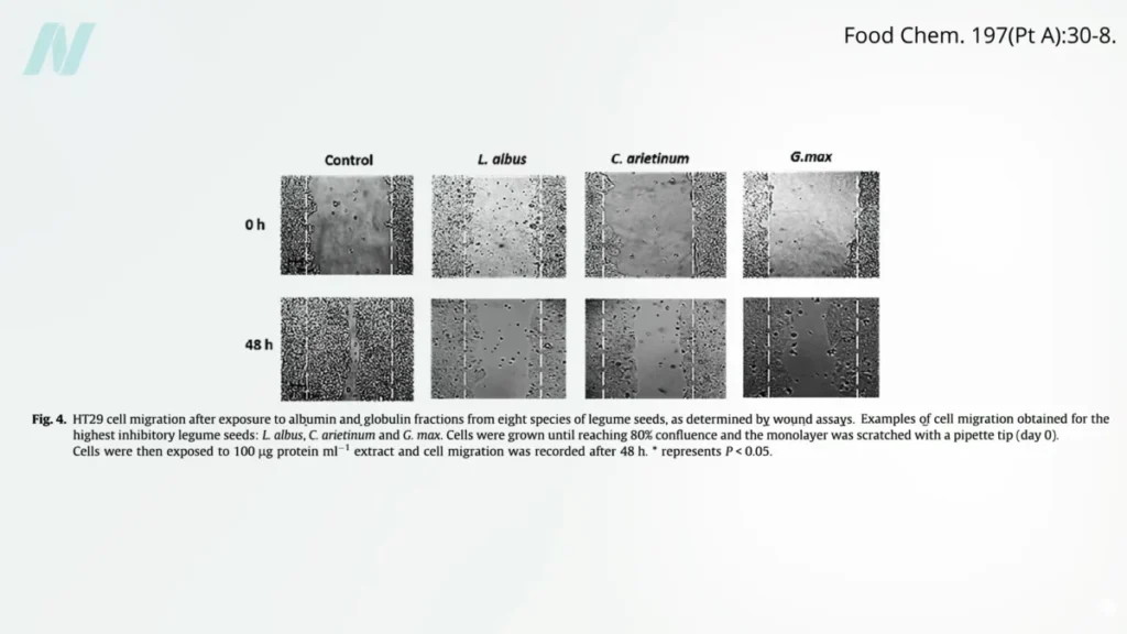 legumes-emerge-as-potent-inhibitors-of-cancer-metastasis-a-dietary-frontier-in-oncology