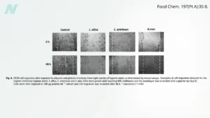 legumes-emerge-as-potent-inhibitors-of-cancer-metastasis-a-dietary-frontier-in-oncology