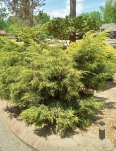 mid-season-musings-resilience-and-renewal-in-a-south-carolina-garden