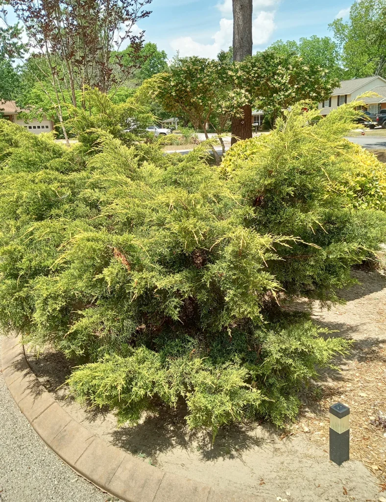 mid-season-musings-resilience-and-renewal-in-a-south-carolina-garden