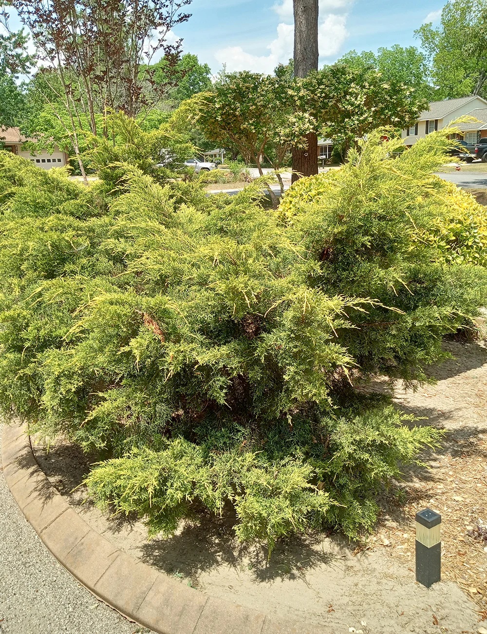 mid-season-musings-resilience-and-renewal-in-a-south-carolina-garden
