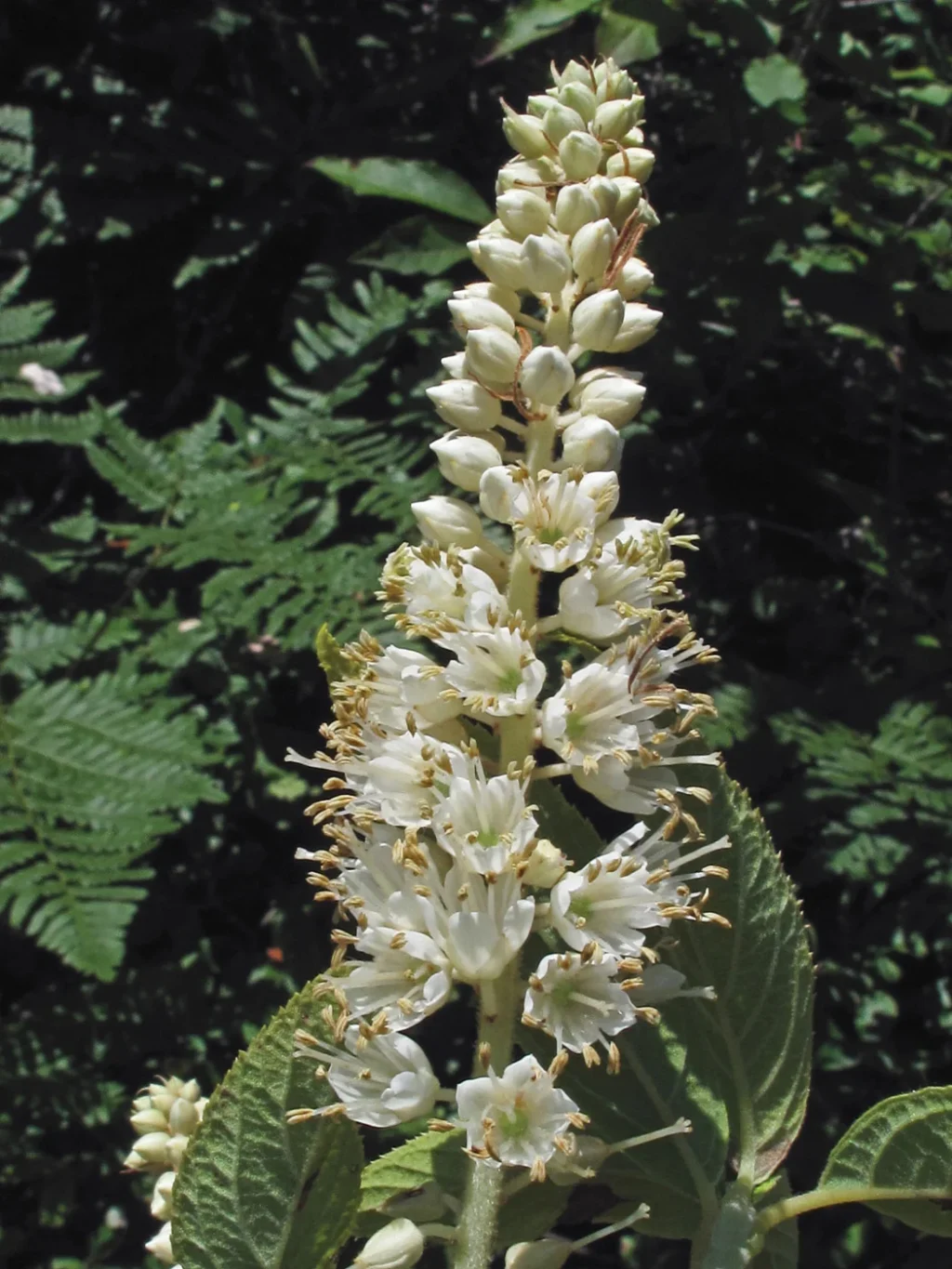 rethinking-the-northeast-landscape-4-native-shrub-alternatives-for-ecological-resilience