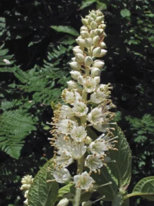 rethinking-the-northeast-landscape-4-native-shrub-alternatives-for-ecological-resilience