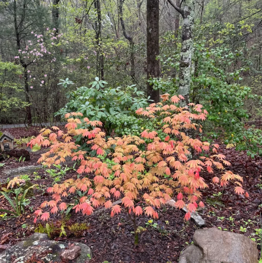 the-art-of-the-unplanned-twelve-years-of-evolution-in-a-georgia-woodland-retreat-1