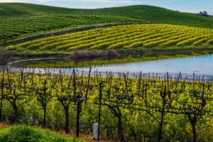 Mustard bloom in Carneros