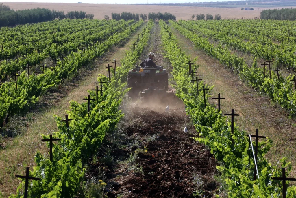 Domaine de Baccari