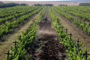 Domaine de Baccari