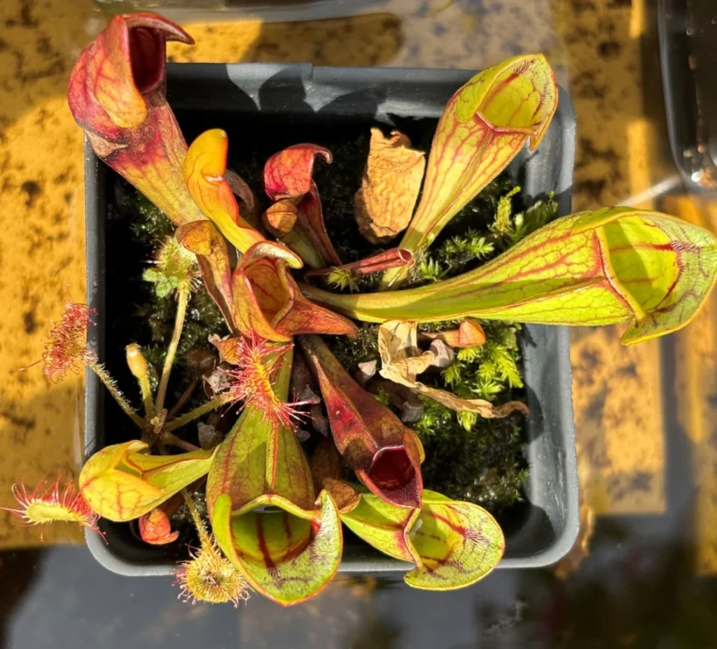 the-predators-garden-cultivating-carnivorous-wonders-in-the-maine-climate
