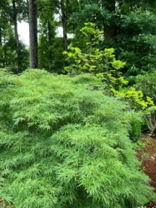 the-quiet-evolution-a-thirty-five-year-journey-into-atlantas-shaded-sanctuary