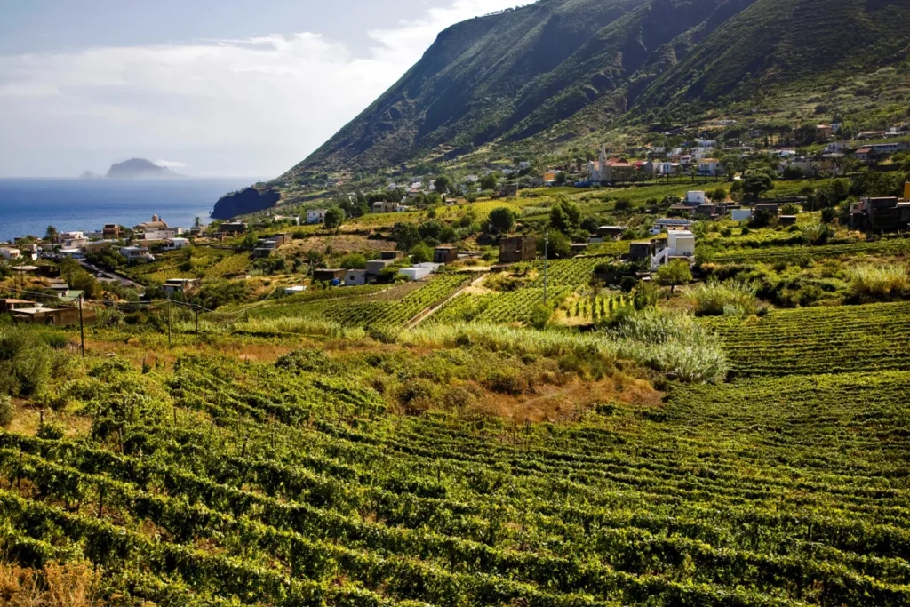 Typical vineyard. Salina Island. Messina. Sicily. Italy. Europe