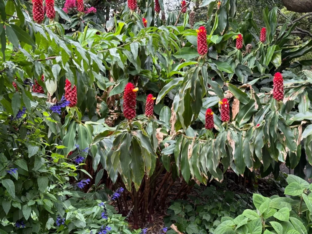 a-horticultural-pilgrimage-lessons-from-the-royal-botanic-garden-sydney
