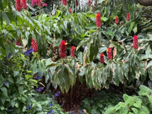 a-horticultural-pilgrimage-lessons-from-the-royal-botanic-garden-sydney