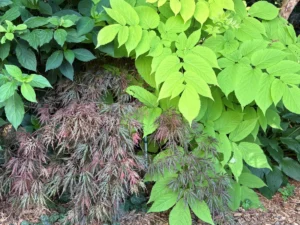 a-midsummer-symphony-resilience-and-radiance-in-a-pennsylvania-sanctuary
