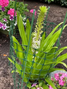 a-tropical-treasure-in-the-pacific-northwest-the-evolution-of-lilas-sparkling-burgundy-pineapple-lily