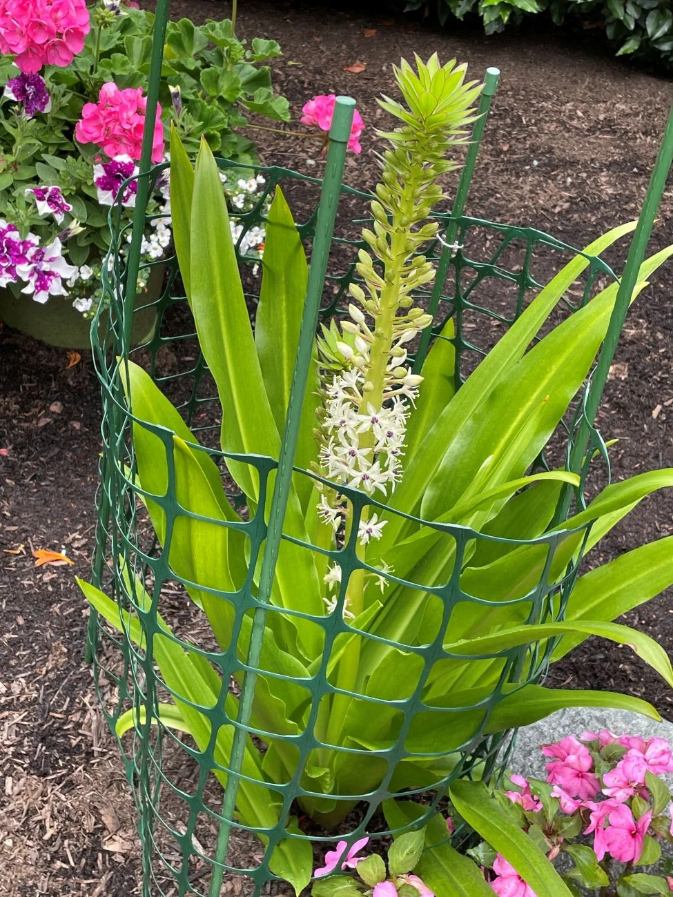 a-tropical-treasure-in-the-pacific-northwest-the-evolution-of-lilas-sparkling-burgundy-pineapple-lily