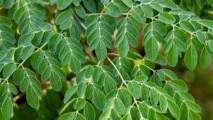 anatomy-of-a-supply-chain-failure-fda-unpacks-the-2026-moringa-linked-salmonella-outbreak
