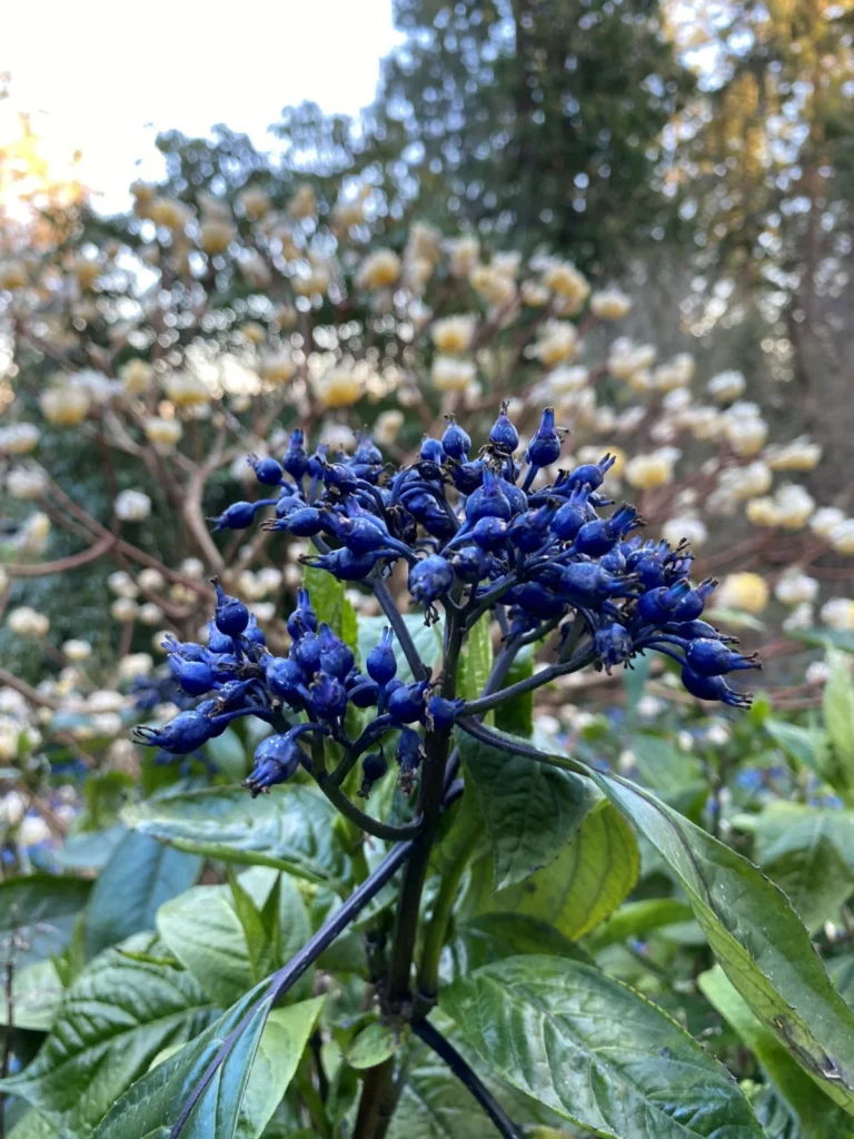 beyond-the-familiar-exploring-the-botanical-frontiers-of-rare-hydrangeas