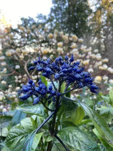 beyond-the-ordinary-discovering-three-rare-hydrangeas-for-the-discerning-gardener