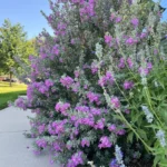 Building a Resilient Oasis: Expert Strategies for Drought-Tolerant Gardening