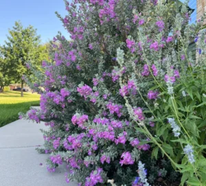building-a-resilient-oasis-expert-strategies-for-drought-tolerant-gardening