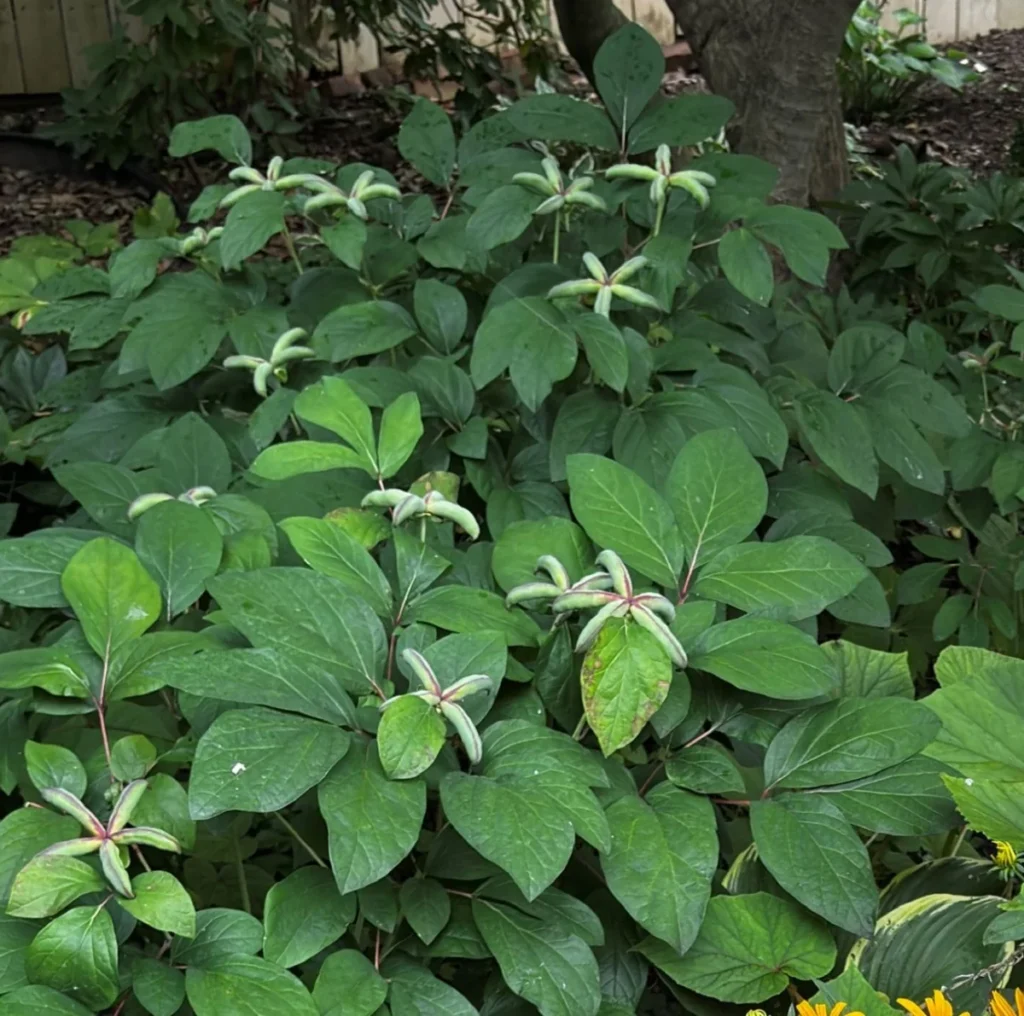 cultivating-a-legacy-forty-eight-years-of-botanical-evolution-in-wayne-pennsylvania