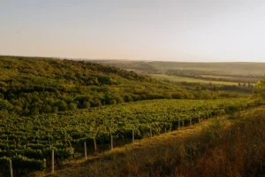 Vineyard in the hills of Moldova