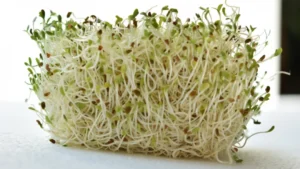 multistate-pathogen-outbreak-linked-to-alfalfa-sprouts-sparks-public-health-investigation-1