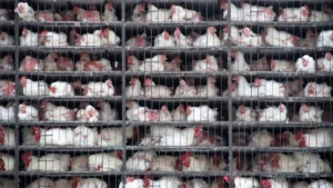 optimizing-sanitation-new-research-defines-the-gold-standard-for-poultry-transport-cage-hygiene