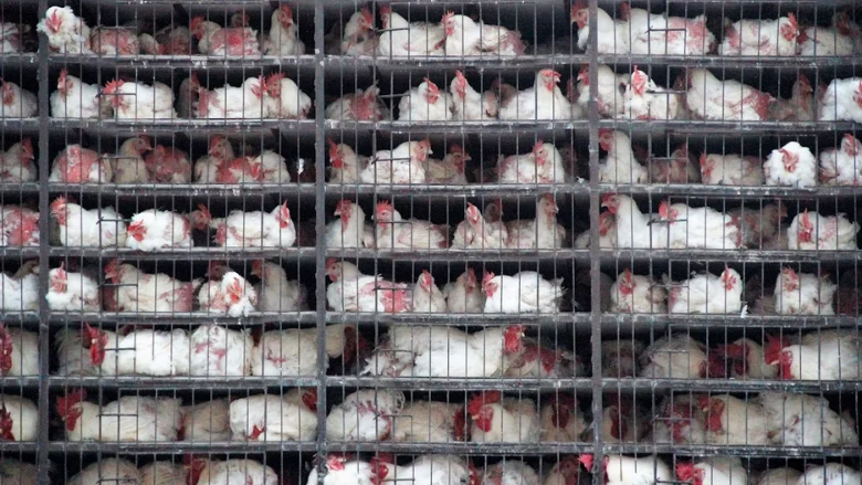 optimizing-sanitation-new-research-defines-the-gold-standard-for-poultry-transport-cage-hygiene