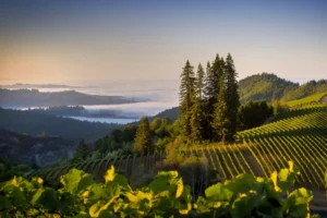 terroir-and-the-tide-how-proximity-to-water-defines-the-character-of-your-wine