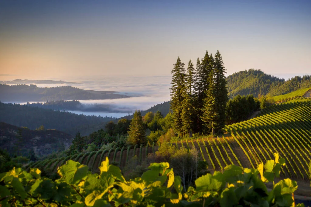 terroir-and-the-tide-how-proximity-to-water-defines-the-character-of-your-wine