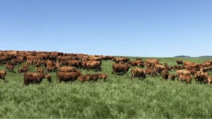 the-battle-for-the-beef-supply-chain-usdas-ranchers-first-initiative-faces-backlash-over-food-safety-concerns