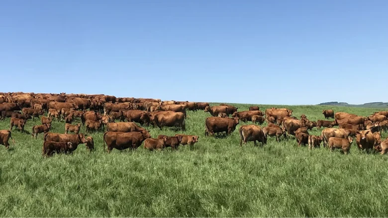 the-battle-for-the-beef-supply-chain-usdas-ranchers-first-initiative-faces-backlash-over-food-safety-concerns