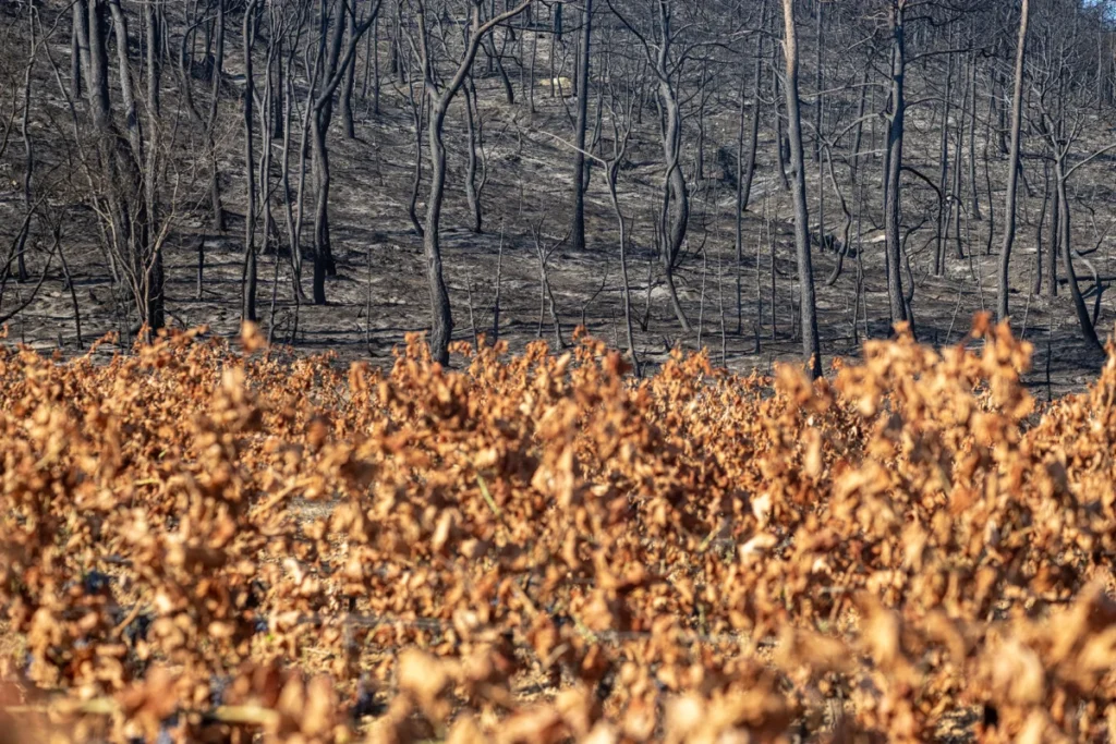 FRANCE-AGRICULTURE-WINE-WILDFIRE
