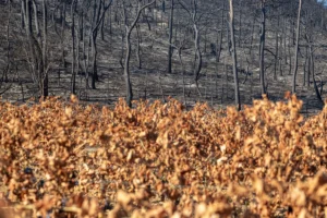 FRANCE-AGRICULTURE-WINE-WILDFIRE